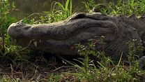 Bild von Robocroc Trailer (3) OV