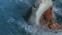 Bild von The Last Jaws - Der weiße Killer Trailer OV