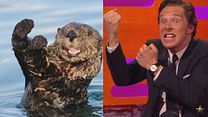 Bild von In einer Talkshow: Benedict Cumberbatch posiert als Otter - und verprügelt einen Teddybären