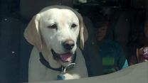 Bild von Ein Hund rettet Ostern Trailer (2) OV
