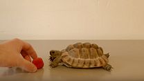 Bild von This Tortoise Could Save a Life - Ft. Alan Rickman