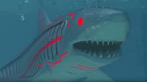 Bild von Roboshark Trailer OV