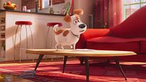 Bild von Pets Trailer (4) OV