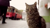 Bild von Kedi - Von Katzen und Menschen Trailer (3) OV