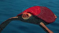 Bild von Die rote Schildkröte Trailer DF