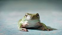 Bild von Hilfe, unser Lehrer ist ein Frosch! Trailer (2) OV