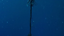 Bild von 47 Meters Down Trailer (4) OV