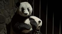 Bild von Pandas Trailer OV
