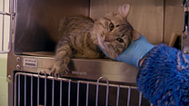 Bild von The Cat Rescuers Trailer OV