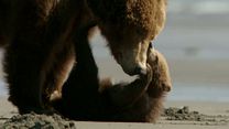 Bild von Bears Trailer (2) OV
