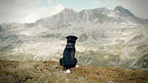 Bild von Cody - Wie ein Hund die Welt verändert Trailer DF