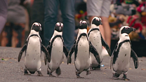 Bild von Stadt der Pinguine Trailer OV