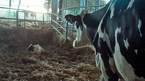 Bild von Cow Trailer DF