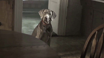 Bild von Eli Roth Presents: My Possessed Pet Trailer OV