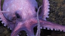 Bild von Die geheimnisvolle Welt der Oktopusse Trailer OV