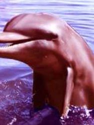 Poster der Serie Flipper Staffel 3