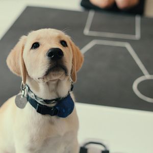 Bilder Was Hunde denken