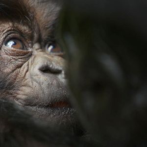 Bilder Eine Gorilla-Story erzählt von David Attenborough