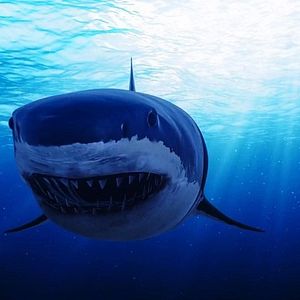 Bilder Camp Blood 13 - Clown Shark