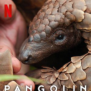 Bilder Pangolin: Kulus Weg