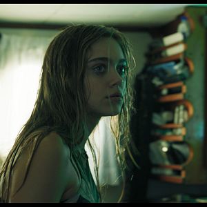 Bilder Flycatcher - Survival Has Its Price