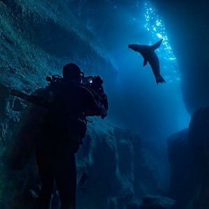 Bilder Seelöwen auf Galápagos