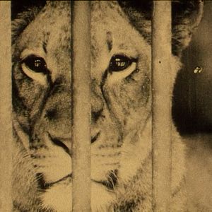 Bilder Bestiari, erbari, lapidari