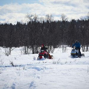 Bilder Das Leuchten der Rentiere