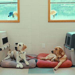 Bilder Was Hunde denken