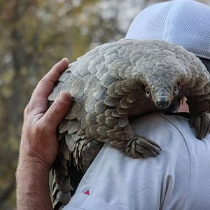 Bilder Pangolin: Kulus Weg