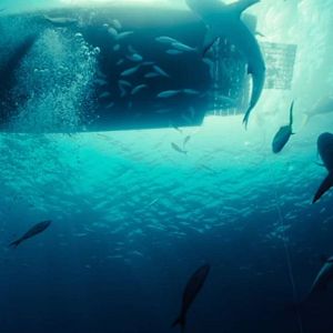 Bilder Dangerous Animals