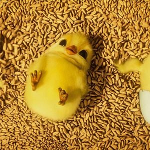Bilder Aufstand der Tiere