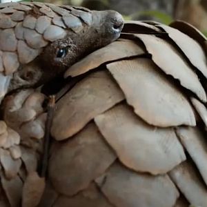 Bilder Pangolin: Kulus Weg