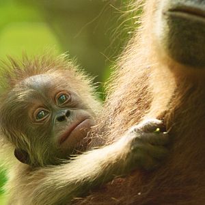 Bilder Das geheime Leben der Orang-Utans