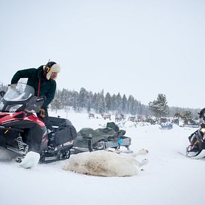 Bilder Das Leuchten der Rentiere