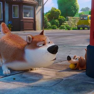 Bilder Alles für die Katz