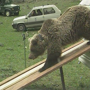 Bilder Gefährlich nah – Wenn Bären töten