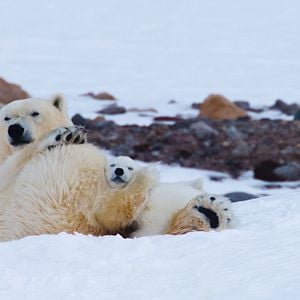 Bilder Frost ohne Schnee und Eis