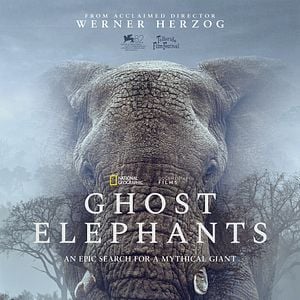 Bilder Ghost Elephants - Die Geister im Hochland Angolas