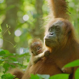 Bilder Das geheime Leben der Orang-Utans
