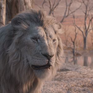 Bilder Mufasa: Der König der Löwen