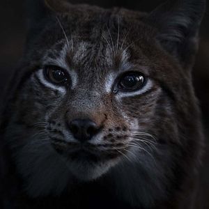 Bilder Das Flüstern der Wälder