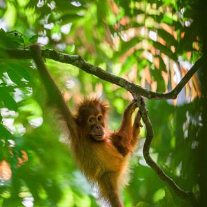 Bilder Disneynature: Orang-Utans