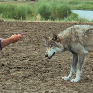 Bilder Kevin Costner