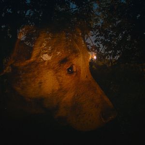 Bilder Dreaming Dogs