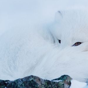Bilder Frost ohne Schnee und Eis