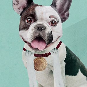 Bilder Was Hunde denken