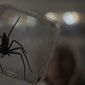 Bilder Spiders - Ihr Biss ist der Tod