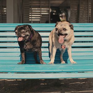 Bilder Was Hunde denken