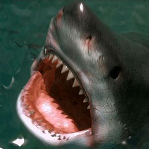 Bilder Shark Warning
